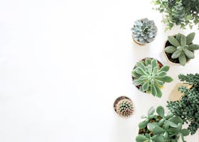 A top-down view showcasing a variety of succulent plants arranged on a white background.